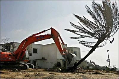 Specific Abiotic Plant Problems — photo 16