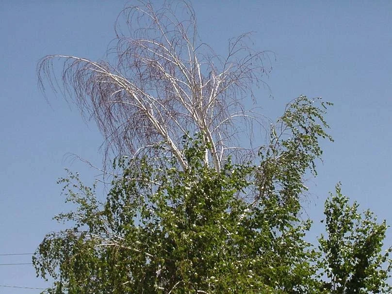 Steps to Diagnosis — photo 10