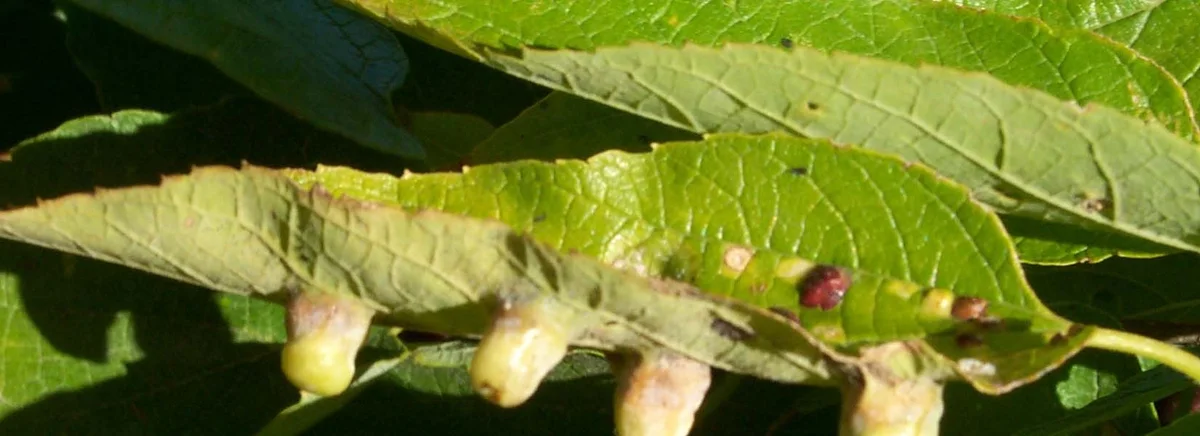 Steps to Diagnosis — photo 11