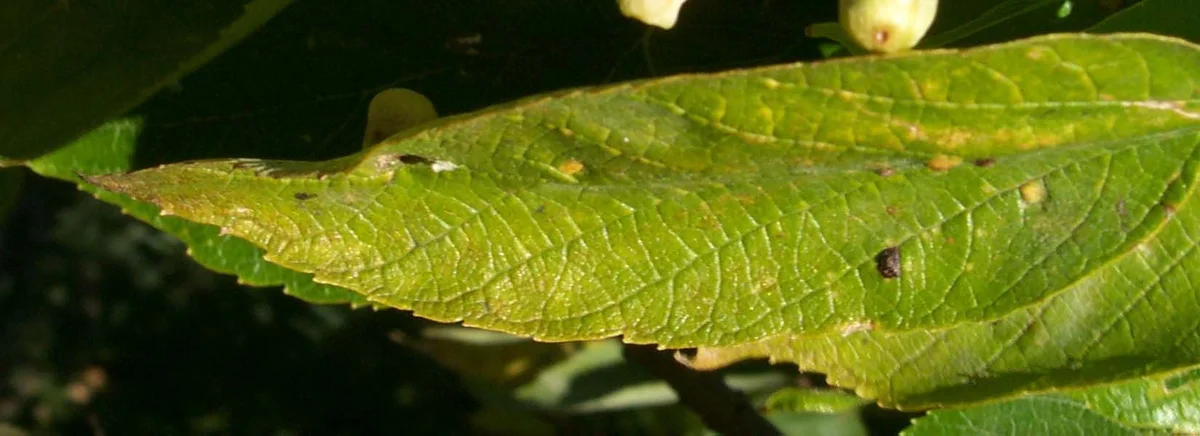 Steps to Diagnosis — photo 12