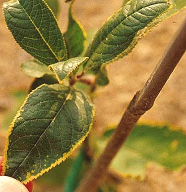 Steps to Diagnosis — photo 4