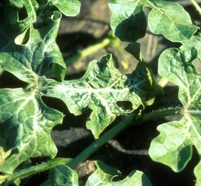 Steps to Diagnosis — photo 5