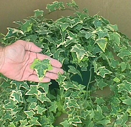 Steps to Diagnosis — photo 6