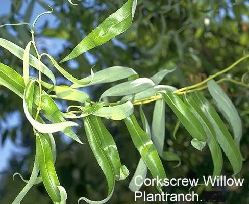 Steps to Diagnosis — photo 7