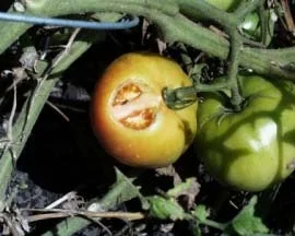 Steps to Diagnosis — photo 9