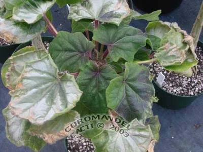 Sunburn? — photo 19