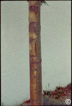 Sunburn? — photo 20