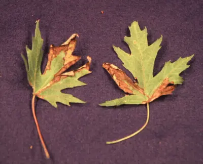 Anthracnoses disease in Middle Tennessee