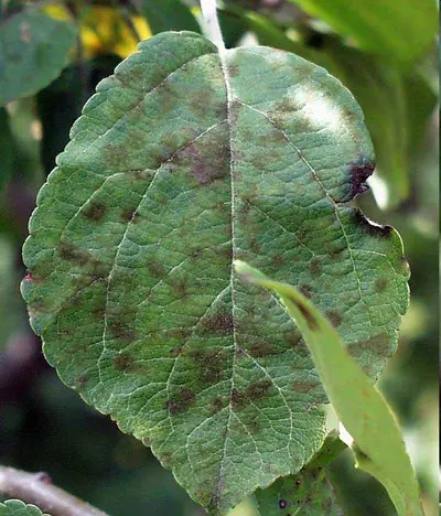 Apple Scab disease in Middle Tennessee