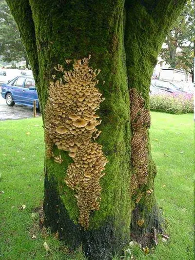 Armillaria Root Rot disease in Middle Tennessee