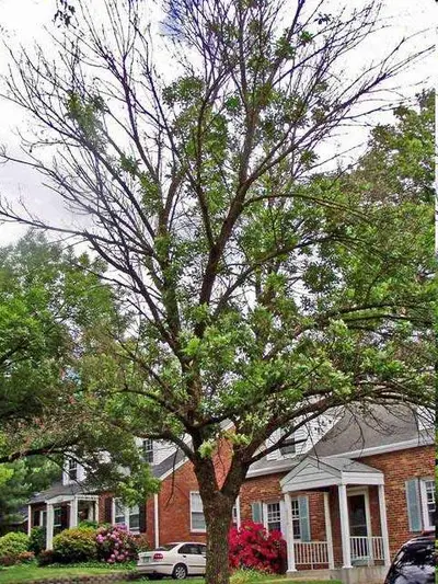 Ash Yellows disease in Middle Tennessee