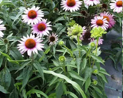 Aster Yellows disease in Middle Tennessee