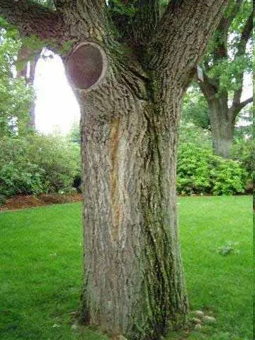 Bacterial Wetwood disease in Middle Tennessee