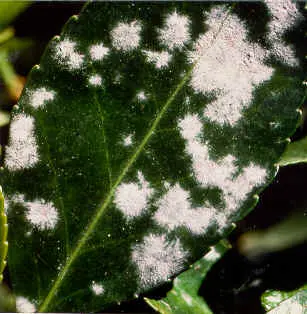 Common Shrubs disease in Middle Tennessee