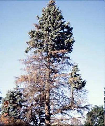 Cytospora or Leucostoma Canker disease in Middle Tennessee