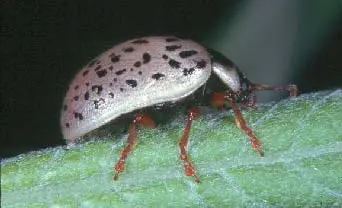 Defoliators disease in Middle Tennessee