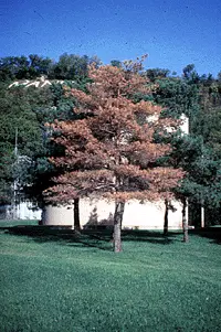 Diagnosing Pine Wilt disease in Middle Tennessee