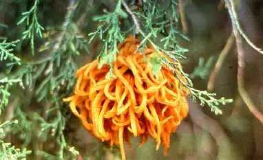 Disease Types disease in Middle Tennessee