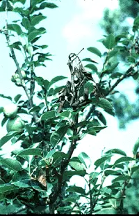 Diseases Caused by Bacteria disease in Middle Tennessee