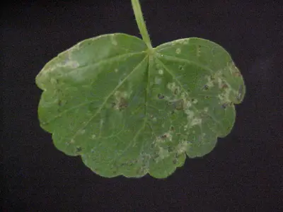 Diseases Caused by Viruses disease in Middle Tennessee