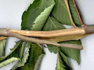 Dutch Elm Disease disease in Middle Tennessee