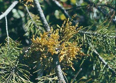 Dwarf Mistletoe disease in Middle Tennessee