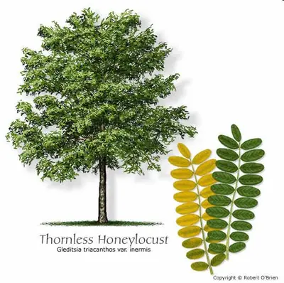 Early fall color disease in Middle Tennessee