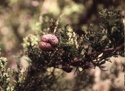 emerge disease in Middle Tennessee