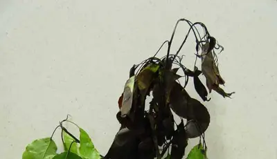 Fire Blight in Middle Tennessee