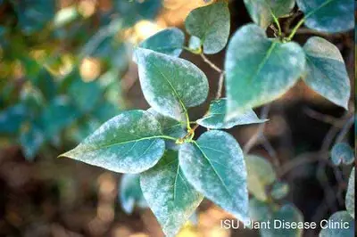 Forms cleistothecia (fungal disease in Middle Tennessee