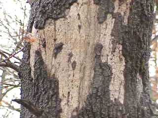 Hypoxylon Canker disease in Middle Tennessee