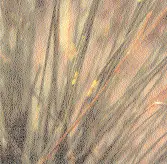 Identiﬁcation. Woolly pine (Note the yellow to brown lesion on) in Middle Tennessee