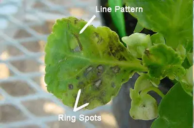 Impatiens Necrotic Spot Virus (INSV) disease in Middle Tennessee