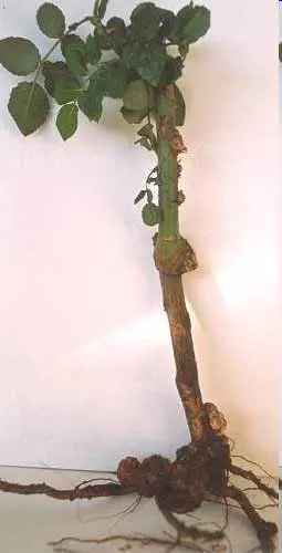 in soil disease in Middle Tennessee