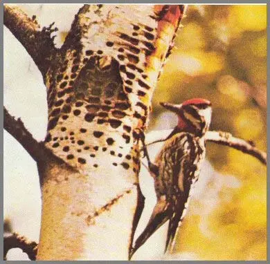 Invertebrates disease in Middle Tennessee