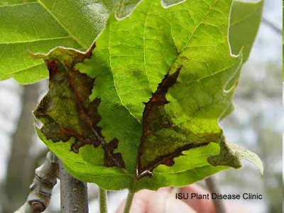 Leaf lesions disease in Middle Tennessee