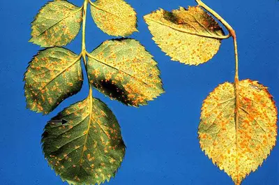 Leaf Rust (on Rose) disease in Middle Tennessee