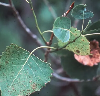 Leaf Spots disease in Middle Tennessee