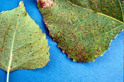 Marssonina Blight disease in Middle Tennessee