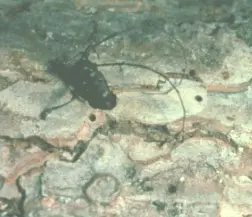 Nematode (Pine sawyer) in Middle Tennessee