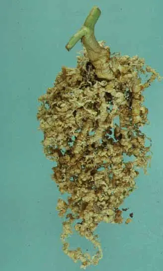 Nematodes (Microscopic round worms) in Middle Tennessee