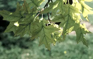 Non-Infectious Causes of disease in Middle Tennessee