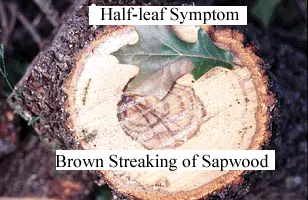 Oak Wilt disease in Middle Tennessee
