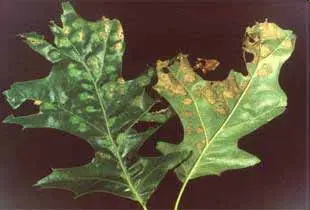 Occasional disease disease in Middle Tennessee