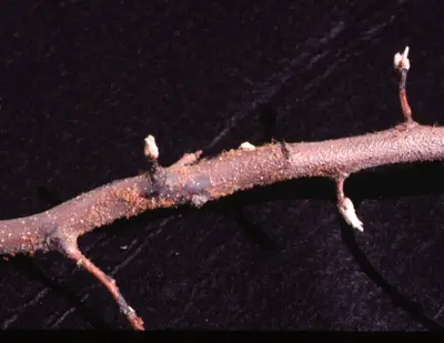 Other Stem Cankers disease in Middle Tennessee