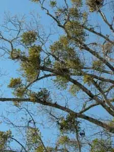 Parasitic Higher Plants disease in Middle Tennessee