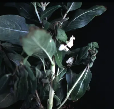 Phytophthora Blight disease in Middle Tennessee