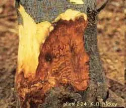 Phytophthora root & crown rot disease in Middle Tennessee