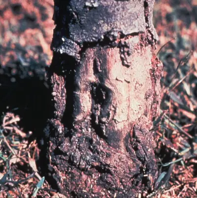Phytophthora Root Rot disease in Middle Tennessee