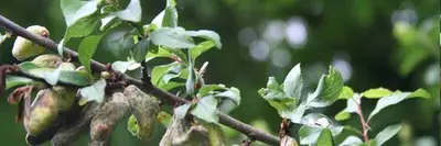 Plum Pockets disease in Middle Tennessee